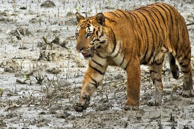 Sariska Tiger Reserve Tour Of India - Why This Tour Offers Great Value