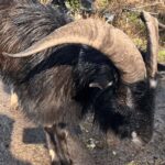 Sasebo: Farmhouse Visit with Goats, Tea, and Lunch - A Closer Look at the Farmhouse Experience in Sasebo