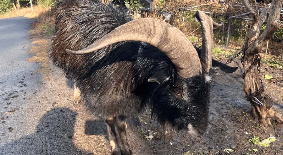 Sasebo: Farmhouse Visit with Goats, Tea, and Lunch - A Closer Look at the Farmhouse Experience in Sasebo