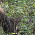 Sauraha: Jungle Walk with Local Guide in Bufferzone - What to Expect from the Jungle Walk