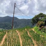 Scenic City Tour - Authentic Experiences and Additional Insights