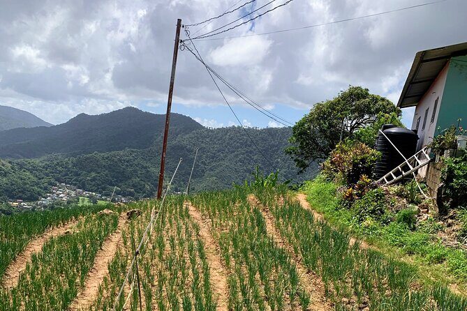 Scenic City Tour - Authentic Experiences and Additional Insights