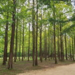 Scenic Escape: Nami Island, Garden of Morning Calm, and Rail Bike - Real Insights from Reviews