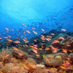 Scuba Diving in Unawatuna - What to Expect During Your Scuba Tour