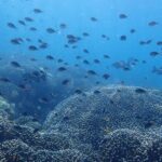 Scuba Diving Menjangan Island - What We Loved About This Tour