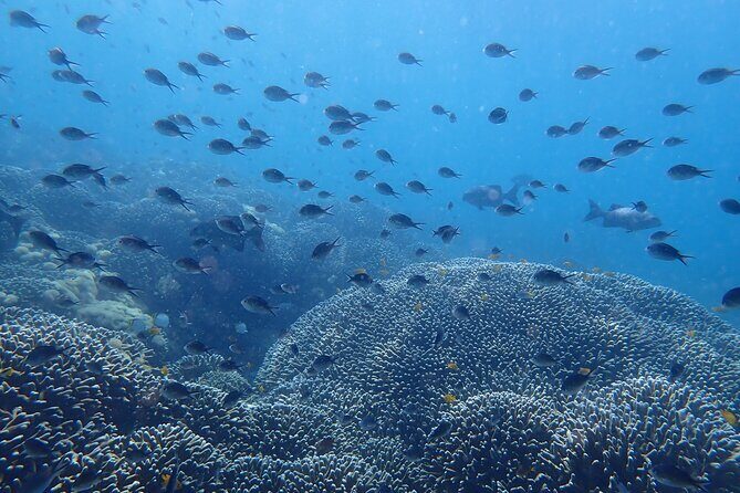 Scuba Diving Menjangan Island - What We Loved About This Tour