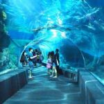 Sea life Bangkok Ocean World Ticket - What You Can Expect at SEA LIFE Bangkok Ocean World