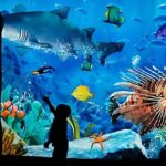 Sea life Bangkok Ocean World Ticket - Who Will Love This Experience?