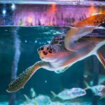 SEA LIFE Bangkok Ocean World Tickets - A Closer Look at the Itinerary