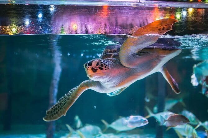 SEA LIFE Bangkok Ocean World Tickets - A Closer Look at the Itinerary