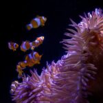 SEA LIFE Sunshine Coast Aquarium Entrance Ticket - Practical Tips for Visitors