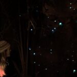 See Auckland's Secret Glow Worms - Exploring Auckland’s Secret Glow Worms: What to Expect