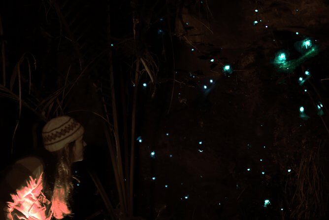See Auckland's Secret Glow Worms - Exploring Auckland’s Secret Glow Worms: What to Expect