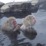 See Snow Monkeys on a Private Day Trip from Tokyo by Bullet Train - Why Choose This Tour?