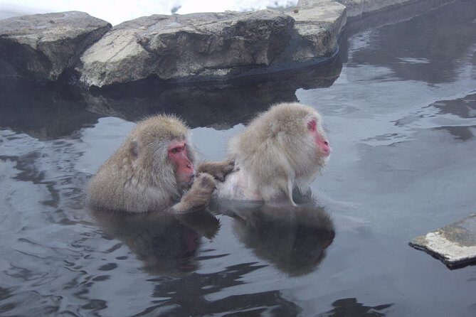 See Snow Monkeys on a Private Day Trip from Tokyo by Bullet Train - Why Choose This Tour?