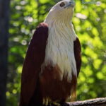 Selangor: Zoo Negara E-Ticket - A Detailed Look at the Experience