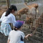 Selangor: Zoo Negara E-Ticket - The Experience: What to Expect at Zoo Negara