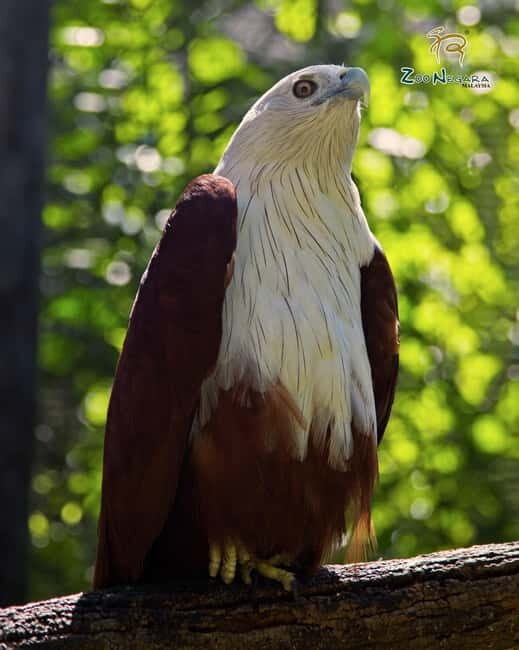 Selangor: Zoo Negara E-Ticket - A Detailed Look at the Experience