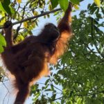 Semenggoh Orangutan and Annah Rais Longhouse - Why This Tour Offers Good Value