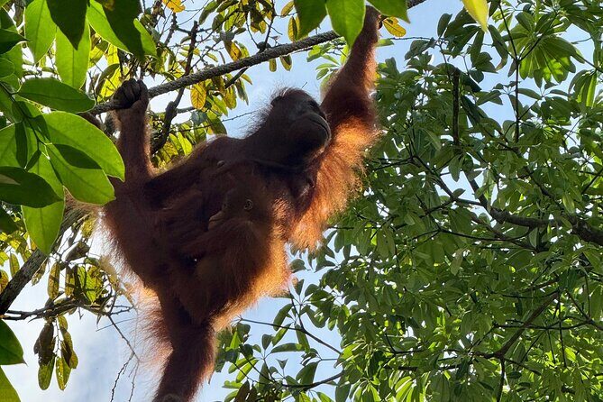 Semenggoh Orangutan and Annah Rais Longhouse - Why This Tour Offers Good Value