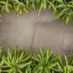 Semporna : Mabul & Kapalai Full-Day Snorkel Tour - Kapalai: The Sandbank Paradise