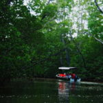 Semporna: Proboscis Monkey & Firefly Cruise with Dinner - What to Expect from the Proboscis Monkey & Firefly Cruise