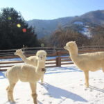 Seoul: Alpaca/Nami/Garden of Morning Calm Tour (+Rail Bike) - Detailed Breakdown of the Itinerary