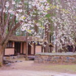 Seoul: Alpaca/Nami/Garden of Morning Calm Tour (+Rail Bike) - An In-Depth Look at the Tour Experience