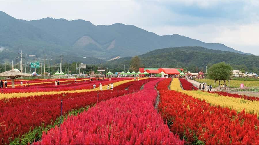 Seoul: Cheorwon DMZ & 2nd Tunnel Small Group Tour - Final Thoughts: Who Is This Tour Perfect For?