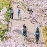 Seoul Cherry Blossom Walking Tour to Gyeongui Line Park - Authentic Experiences From Reviews