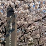 Seoul City Cherry Blossom Private Sightseeing Tour - What to Expect from the Tour