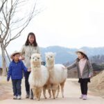 Seoul: Eobi Ice Valley, Alpaca World, Nami Island and More - Authenticity and Experience