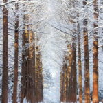 Seoul: Eobi Valley(Winter), Strawberry, Nami Island and Bike - Who Will Love This Tour?