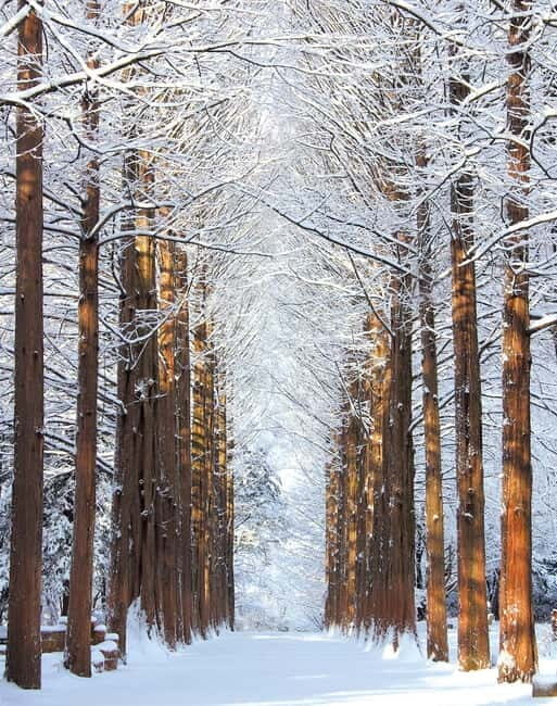 Seoul: Eobi Valley(Winter), Strawberry, Nami Island and Bike - Who Will Love This Tour?