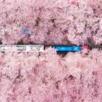 Seoul: Jinhae Cherry Blossom or Random Spring Flowers Tour - Is It Worth the Price?