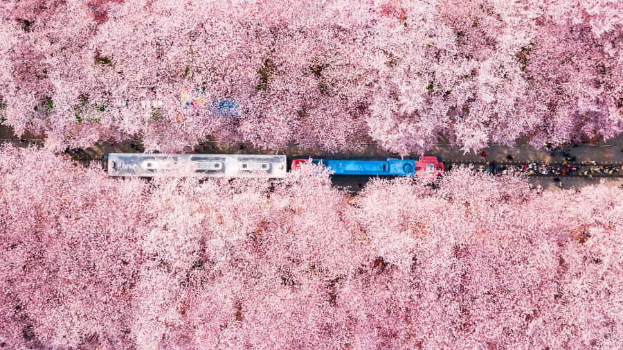Seoul: Jinhae Cherry Blossom or Random Spring Flowers Tour - Is It Worth the Price?