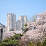 Seoul: King Cherry Blossom or Random Spring Flowers Day Tour - The Practicalities: What You Need to Know
