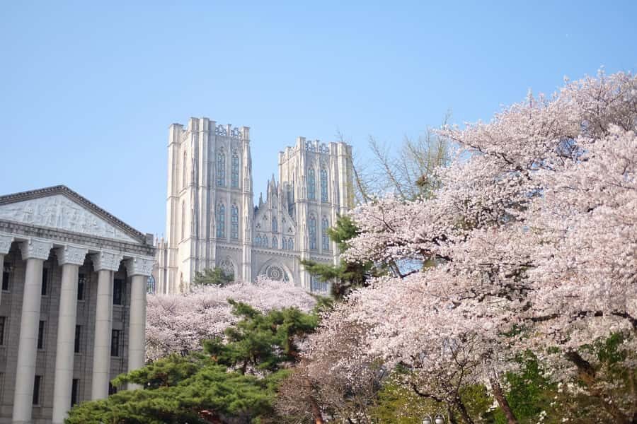 Seoul: King Cherry Blossom or Random Spring Flowers Day Tour - The Practicalities: What You Need to Know