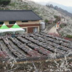 Seoul: Korea Spring Cherry Blossom Day Tour - Who Should Consider This Tour?