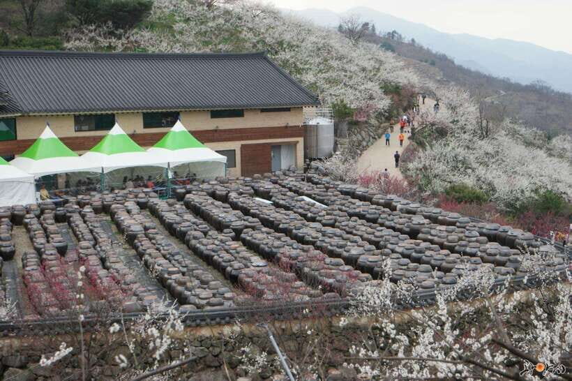 Seoul: Korea Spring Cherry Blossom Day Tour - Who Should Consider This Tour?