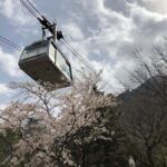 Seoul: Mt.Seorak and Cherry Blossom Lake 1 day trip - What This Tour Means for You