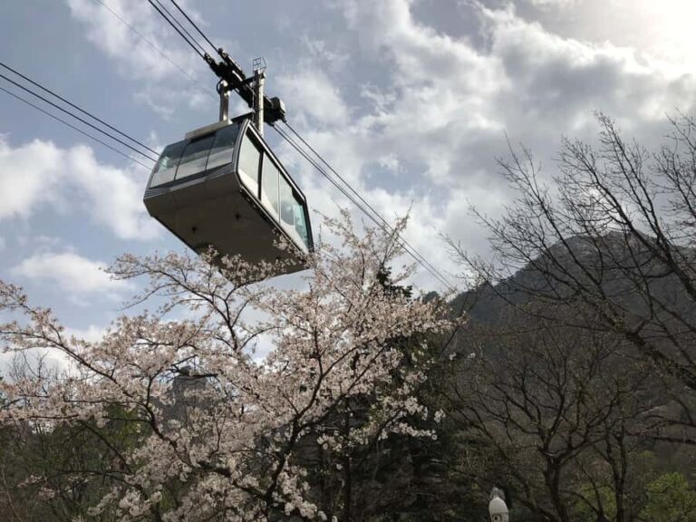 Seoul: Mt.Seorak and Cherry Blossom Lake 1 day trip - What This Tour Means for You