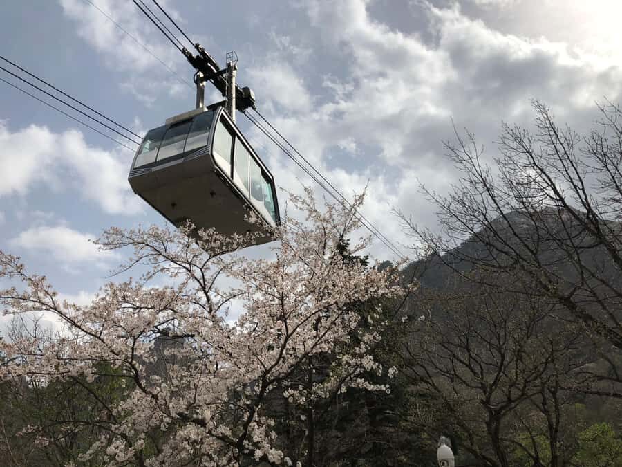 Seoul: Mt.Seorak and Cherry Blossom Lake 1 day trip - What This Tour Means for You
