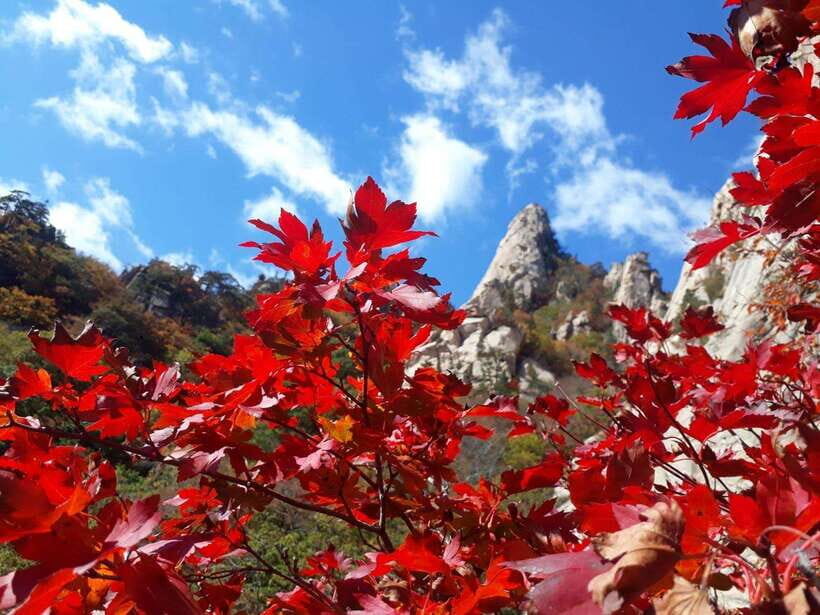 Seoul: Mt.Seorak, Nami Island, No Shopping(+RailBike Option) - The Itinerary Breakdown: What to Expect