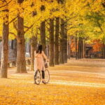 Seoul: Nami Island and Garden of Morning Calm (opt Railbike) - The Experience: What Sets This Tour Apart