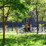 Seoul: Nami Island & Petite France Tour with Railbike Option - Real Experiences and Authentic Impressions