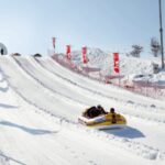 Seoul: SnowyLand in Vivaldi Park with Nami or Alpaca - Visiting Alpaca World: Up Close with Cute Creatures