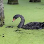 Shanghai: Matcha Lake & West Lake Day Trip by Train - Practical Tips for the Tour