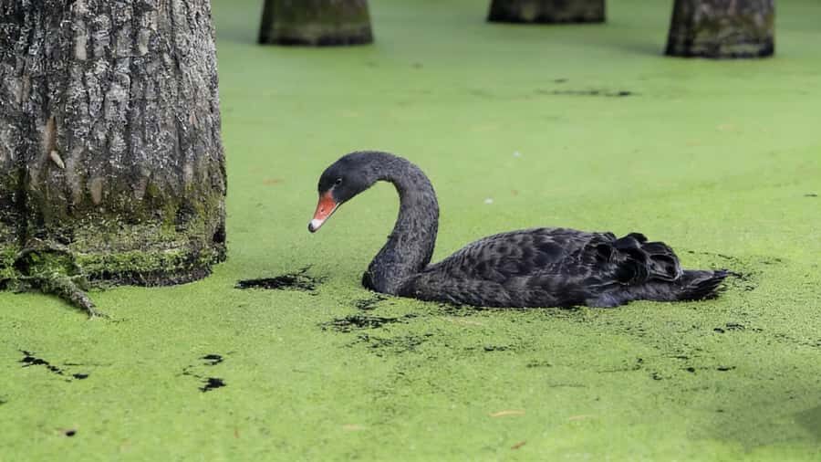 Shanghai: Matcha Lake & West Lake Day Trip by Train - Practical Tips for the Tour
