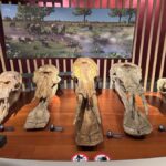 Shanghai Natural History Museum Admission Ticket - Who Will Love the Shanghai Natural History Museum?